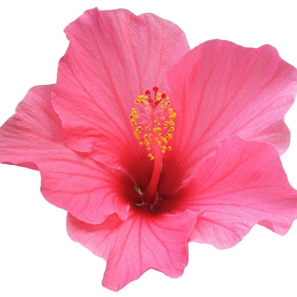 🌸🌴💗🌸🌴💗🌸🌴💗🌸🌴💗🌸🌴💗🌸🌴💗 - Picture 15 of 16